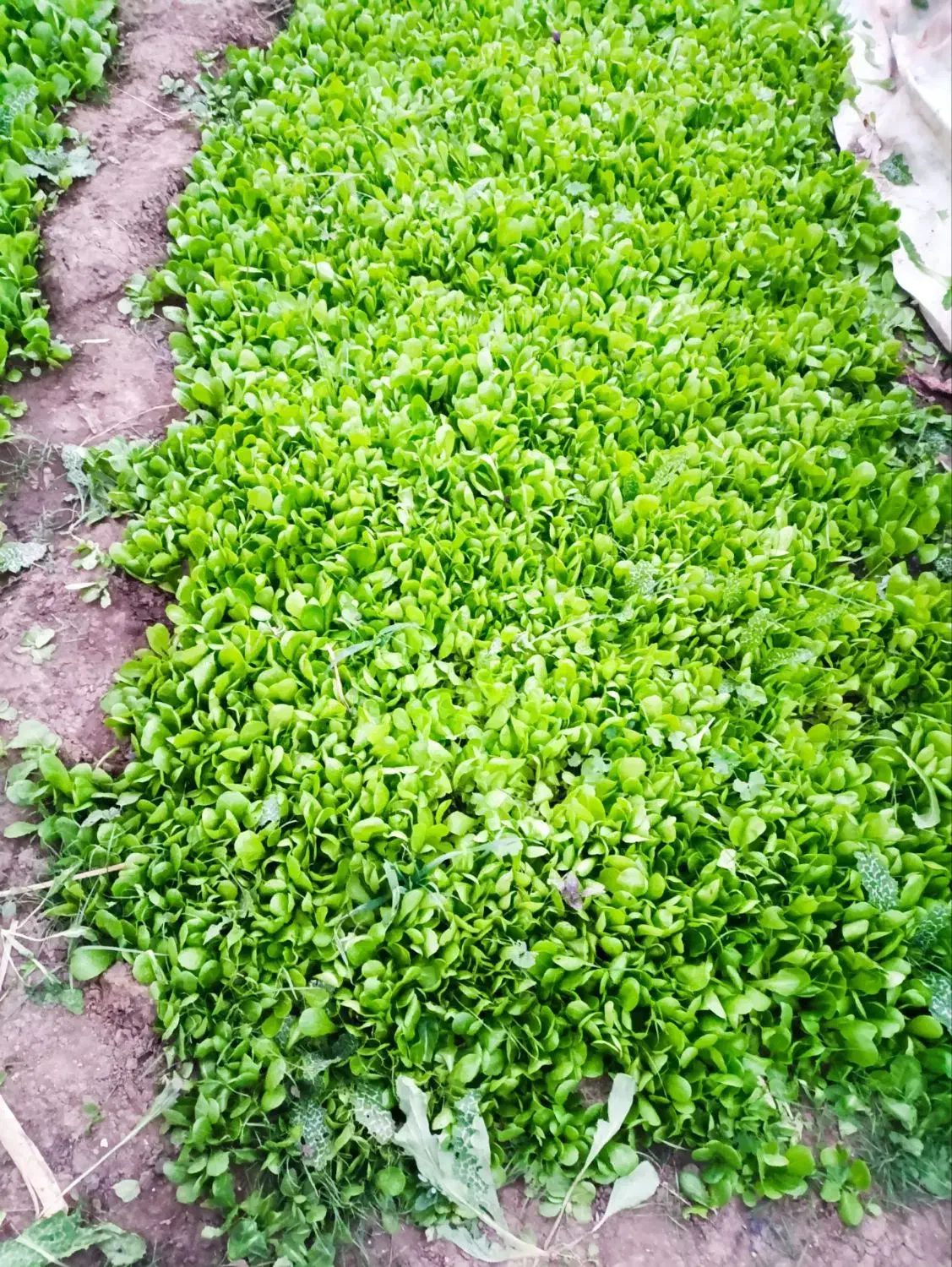 بذر کاهو درجه یک|گل و گیاه طبیعی|گنبد کاووس, |دیوار