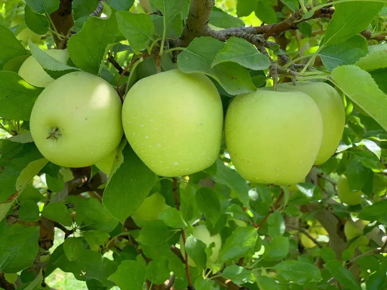 نهالستان گردوهای پیوندی پربار ودیرگل|خدمات باغبانی و درختکاری|هادی شهر, |دیوار