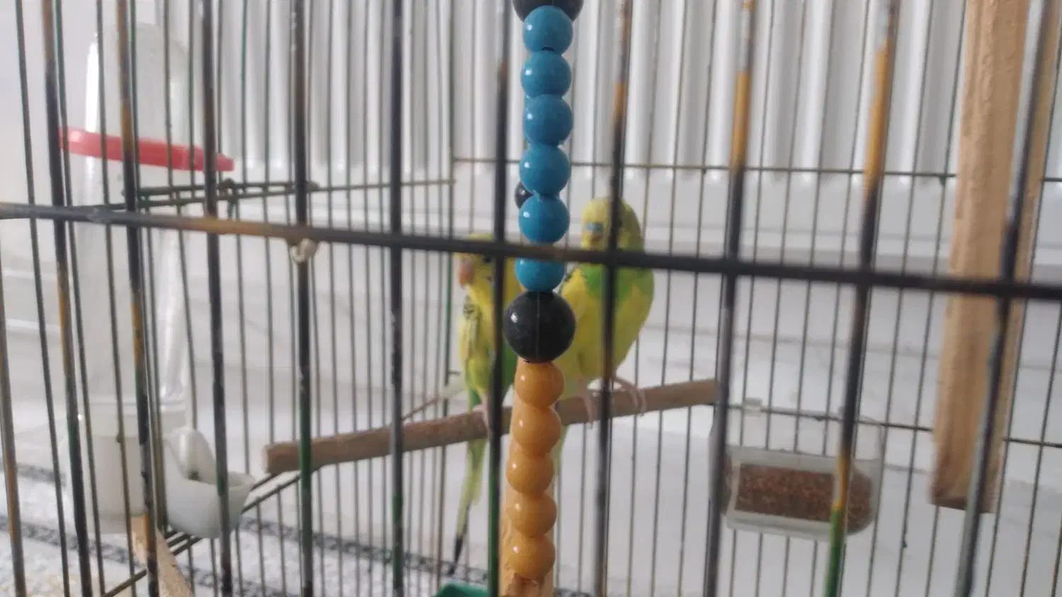 یک جفت مرغ عشق|پرنده|اسدآباد, |دیوار