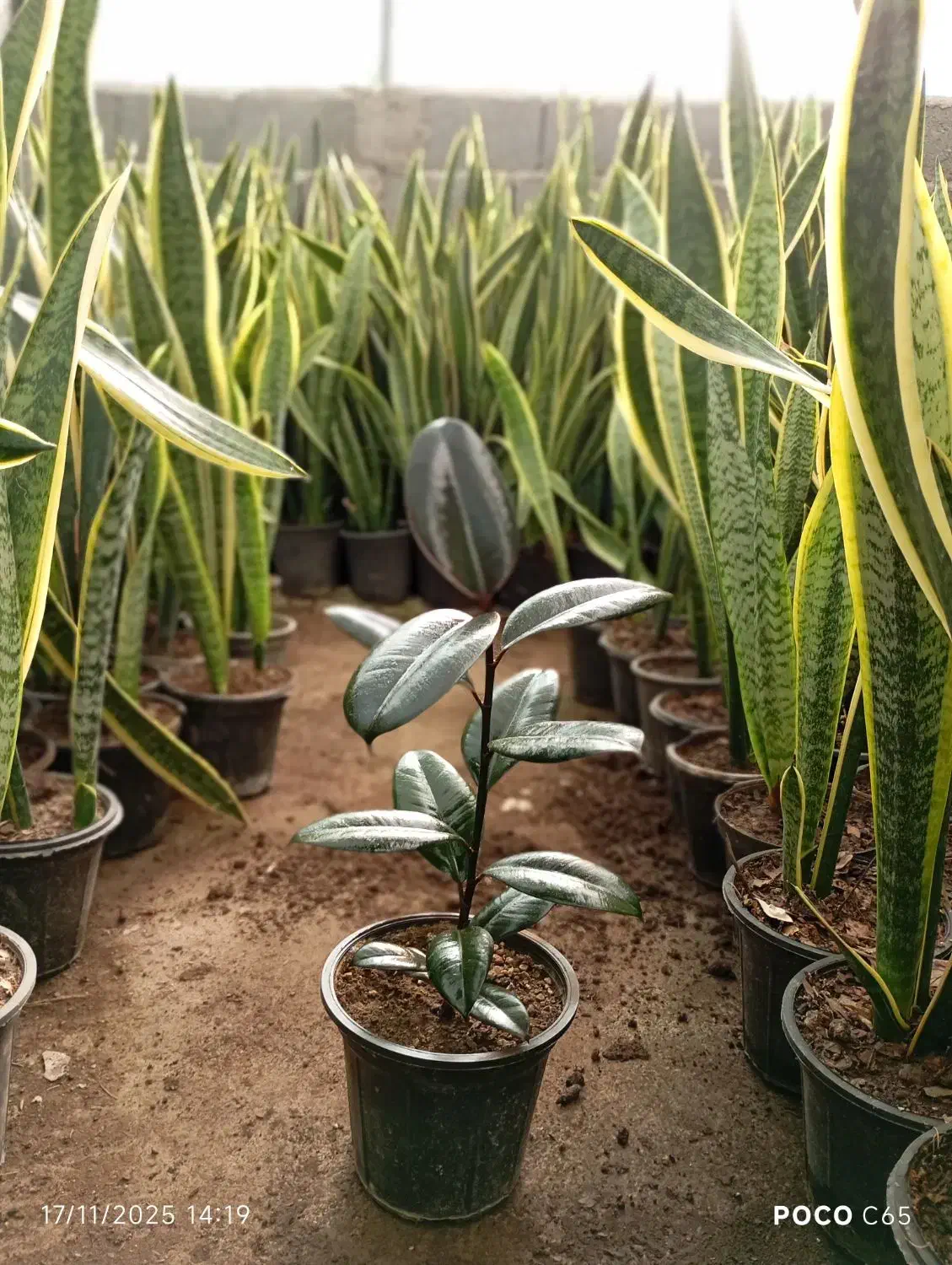 Ficus فیکوس بلک سطل 3.5|گل و گیاه طبیعی|قدس, شهرقدس|دیوار