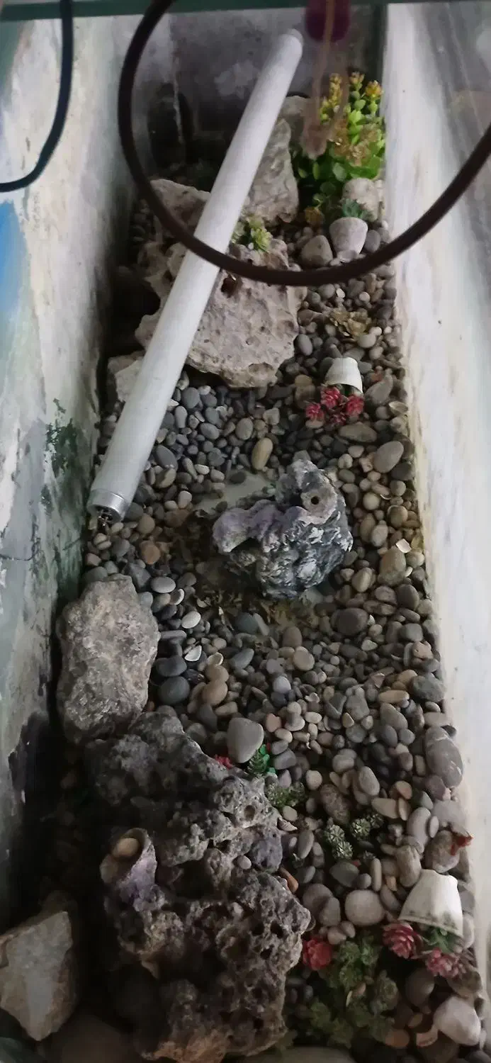 آکواریوم سالم با وسایل|ماهی|فردیس, شهرک ۱۱۰|دیوار