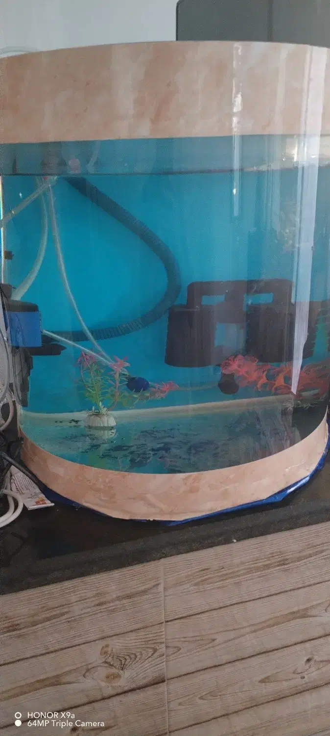 آکواریوم شیشه خم|ماهی|کرمانشاه, |دیوار