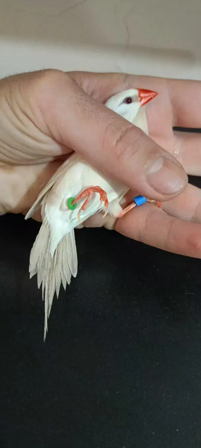 فنچ کرواتی آلبینو|پرنده|تهران, فدک|دیوار