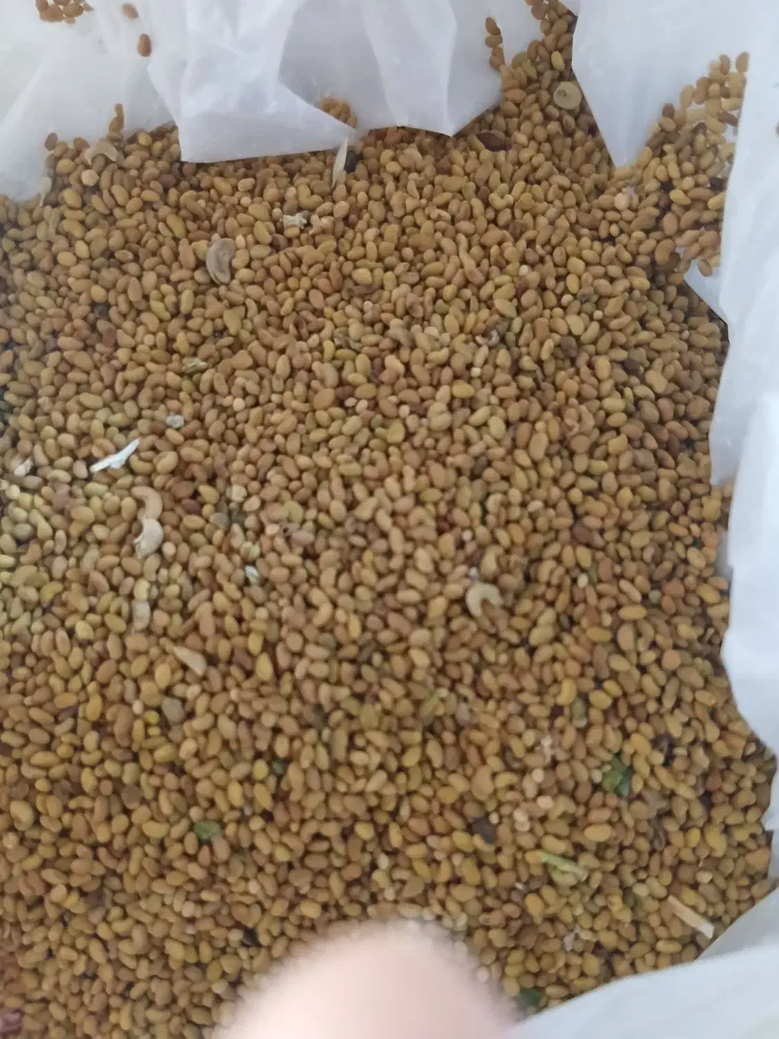 بدر یونجه|خدمات باغبانی و درختکاری|اصفهان, پزوه|دیوار