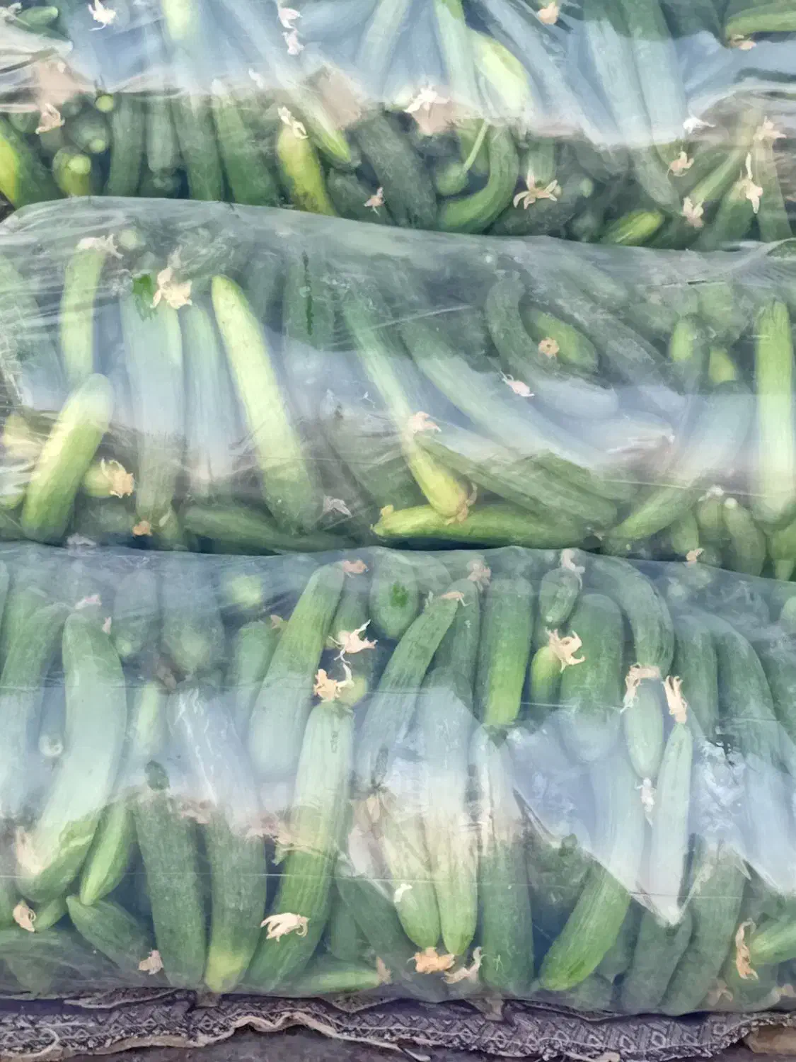 بادمجان9.فلفل15 خیار 21هشت خط30ماهی|عمده‌فروشی|بندرعباس, |دیوار