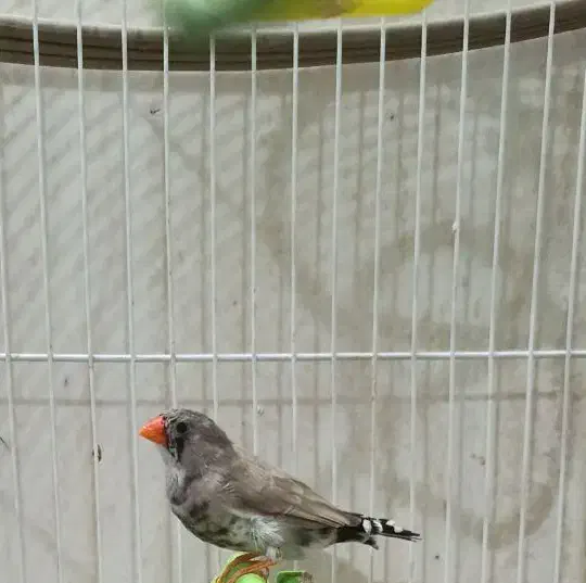 سه عد فنچ ماده|پرنده|بندرعباس, |دیوار