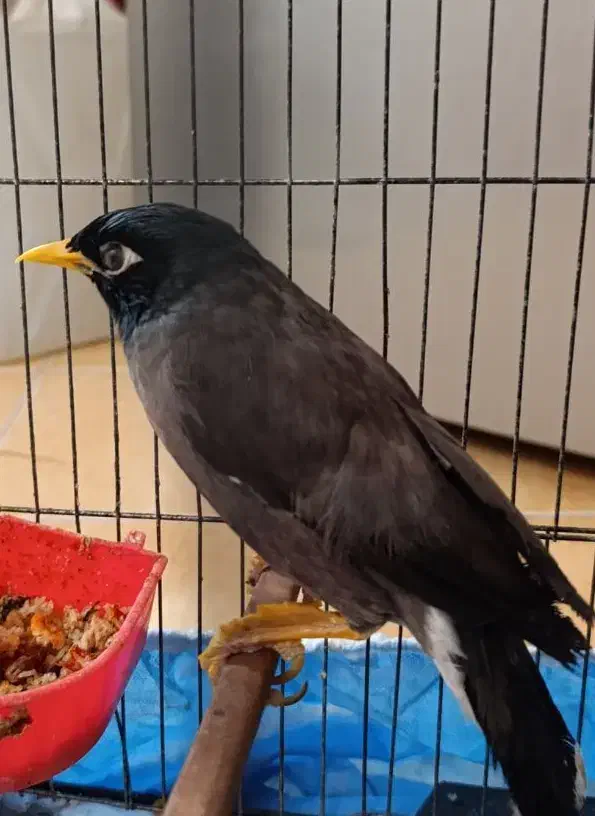 مرغ مینا|پرنده|یزد, |دیوار