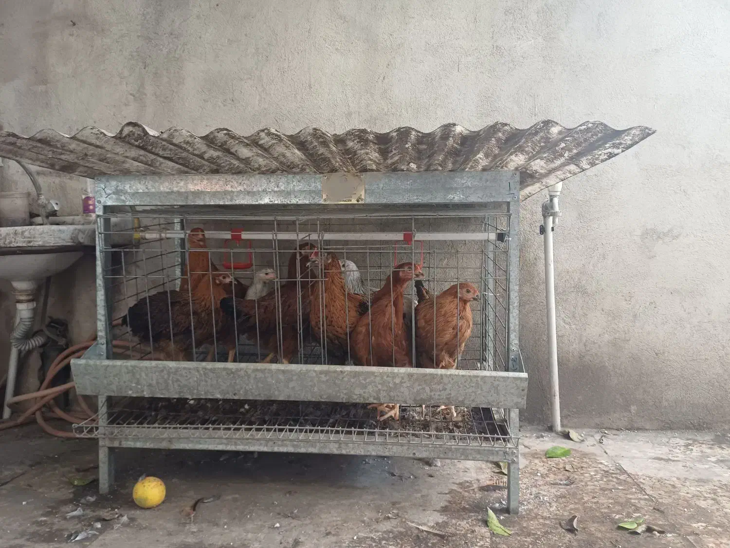 قفس مکانیزه و پلت مرغ تخم‌گذار|لوازم جانبی حیوانات|ساری, |دیوار