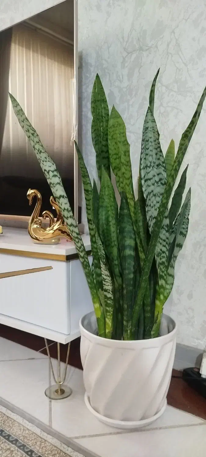 گل گل|گل و گیاه طبیعی|همدان, |دیوار