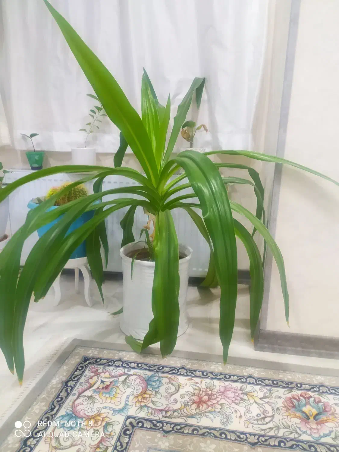 گل ذرتی با گلدون بزرگ نه ساله چن تا پا جوش هم داره|گل و گیاه طبیعی|شیراز, کوی زهرا|دیوار