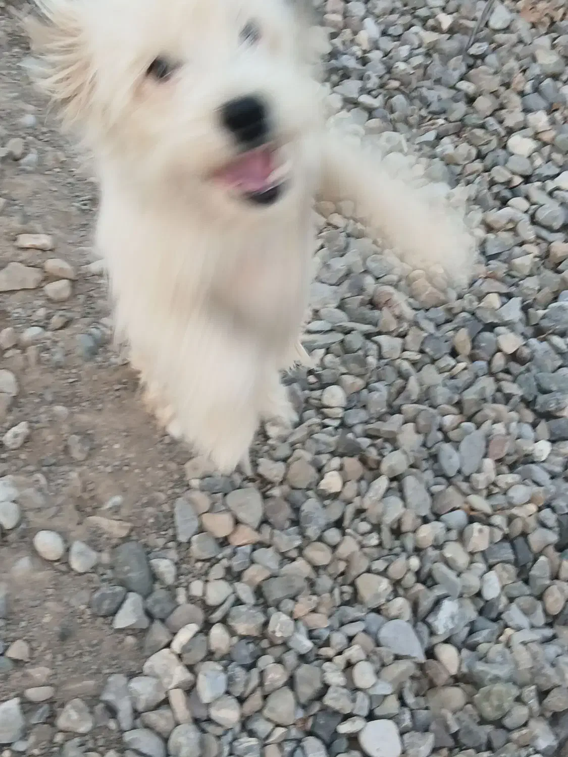 ...|سگ|سیمین شهر, |دیوار