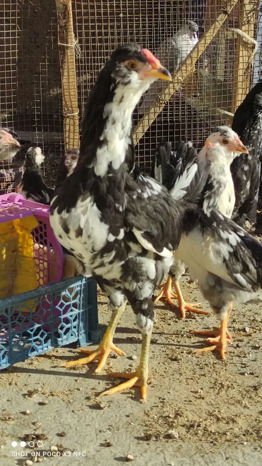 نیمچه گلین فول چهل تاج ریش کاکل|حیوانات مزرعه|شاهین‌شهر, گزبرخوار|دیوار