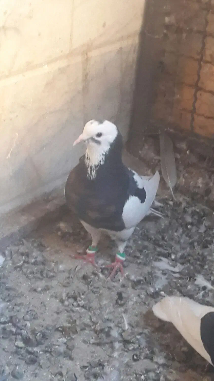 کفتر ۳عدد|پرنده|شهرآباد, |دیوار