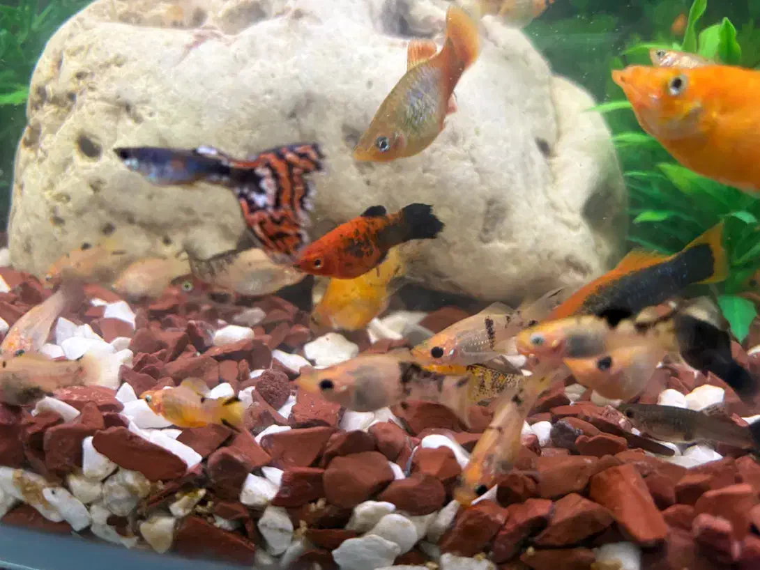 ماهی اکواریومی|ماهی|اهواز, اهواز|دیوار