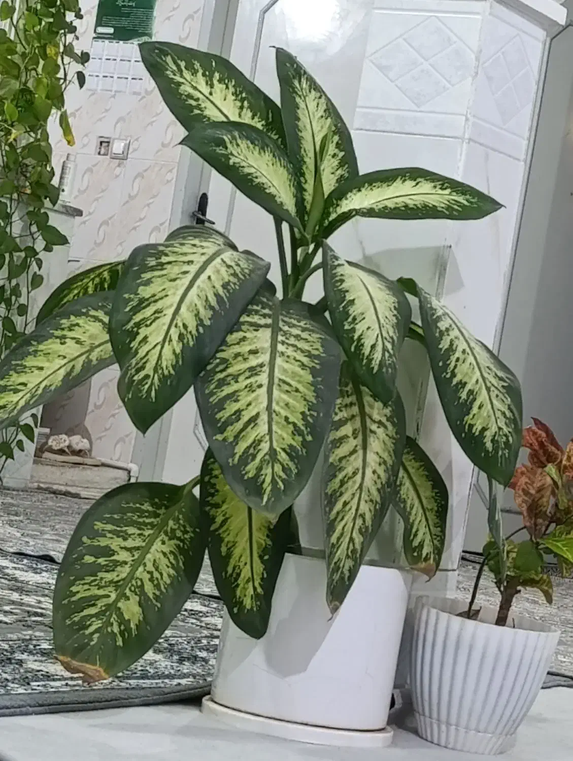 گل دیفن و سانسوریا|گل و گیاه طبیعی|تربت‌حیدریه, رضاشهر|دیوار