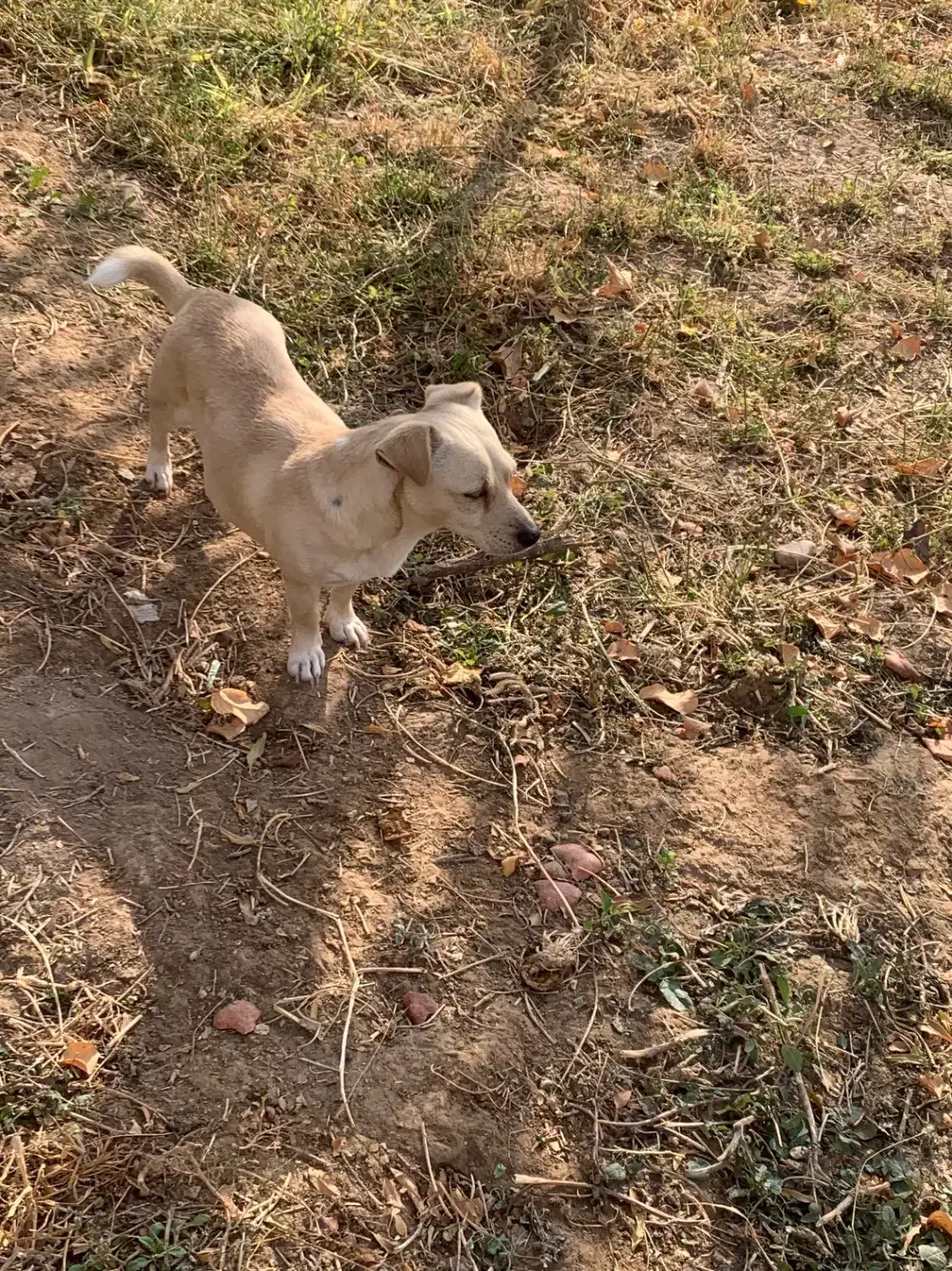 سگ پاکوتاه ماده|سگ|جوادآباد, |دیوار