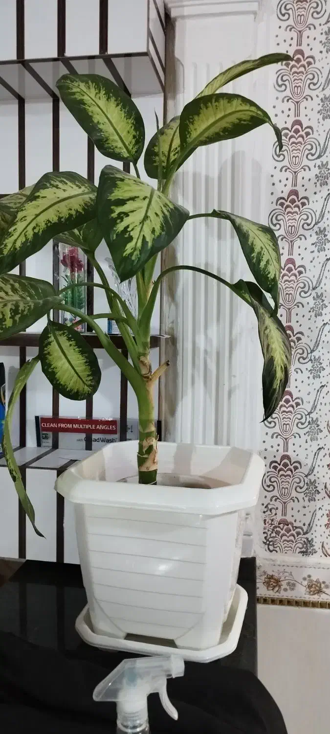 فروش گل خانگی|گل و گیاه طبیعی|سرپل ذهاب, |دیوار