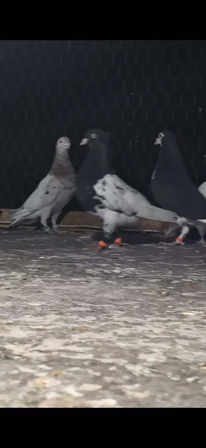 کفتر رنگی هوایی|پرنده|شیراز, کوشک میدان|دیوار