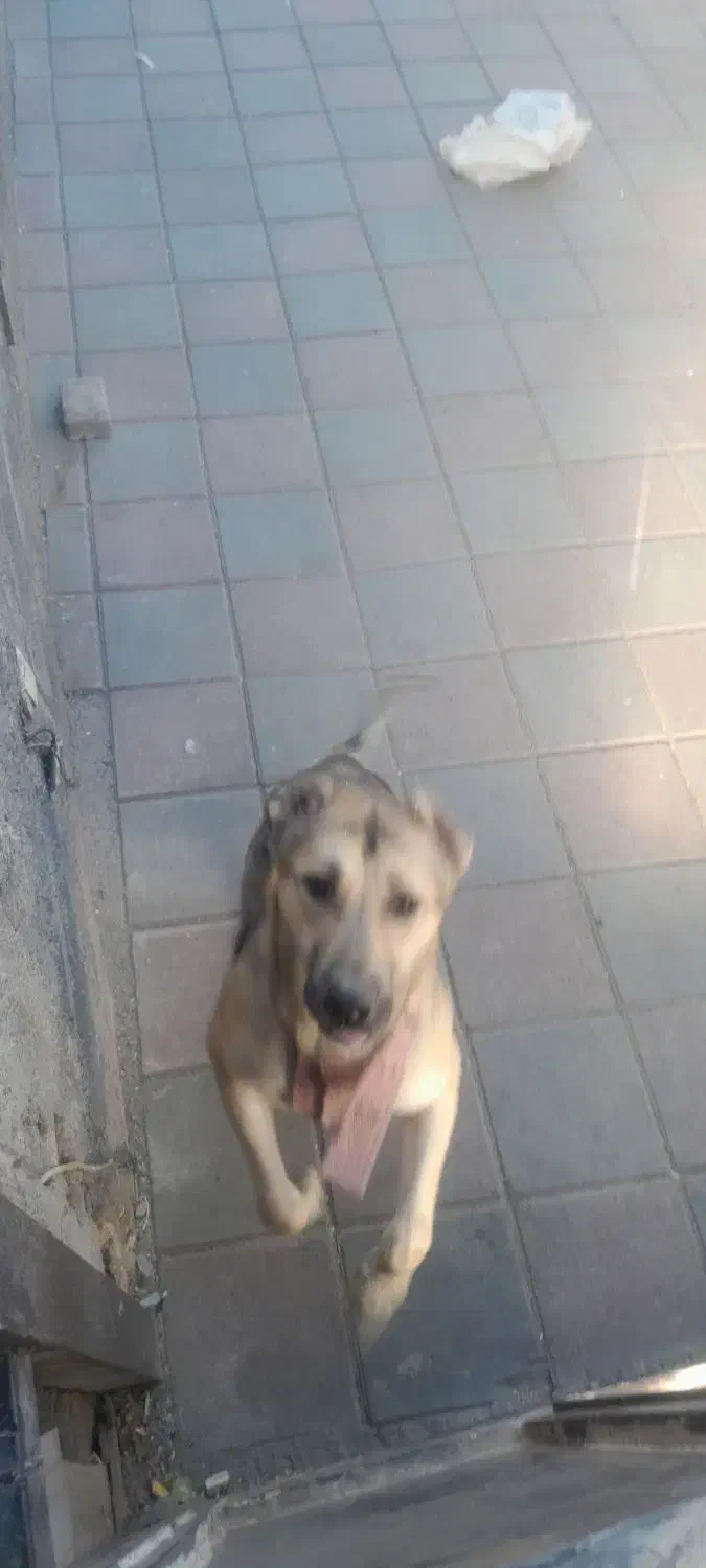 سگ نژاد دار|سگ|زنجان, |دیوار