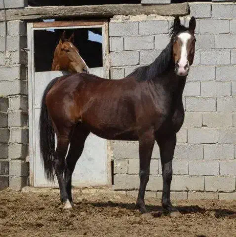 مادیان دوخون ۸ ساله مدارک کامل|اسب و تجهیزات اسب‌سواری|چهاردانگه (تهران), |دیوار