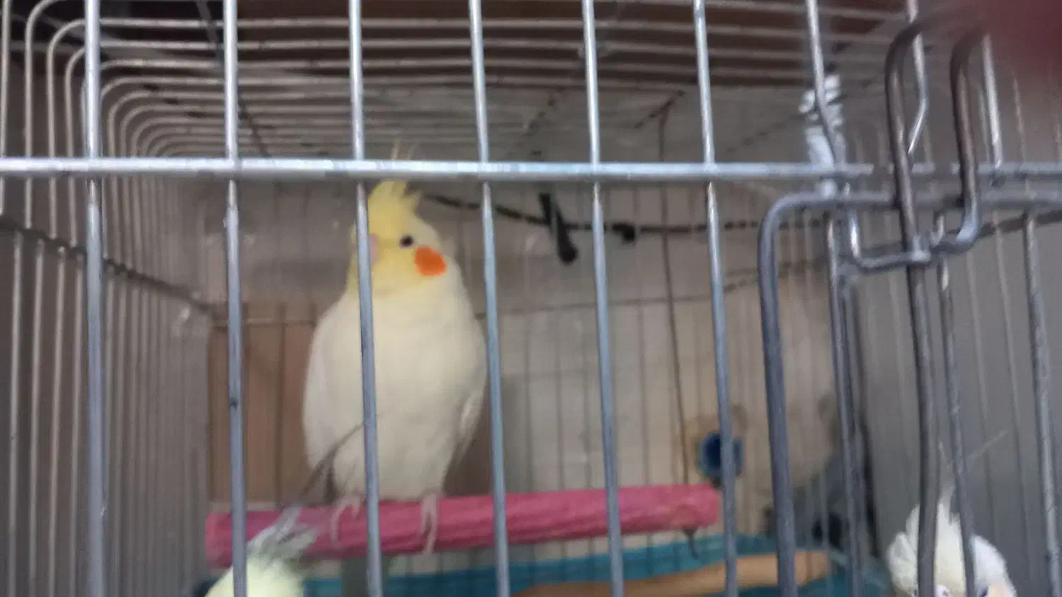 عروس هلندی سالم ۳ تا|پرنده|باقرشهر, |دیوار