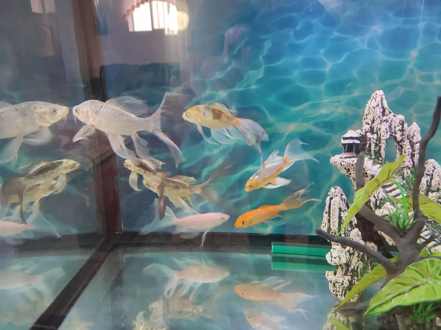 آکواریوم خارجی با میز و ماهی و وسایل کامل|ماهی|لنجان, |دیوار