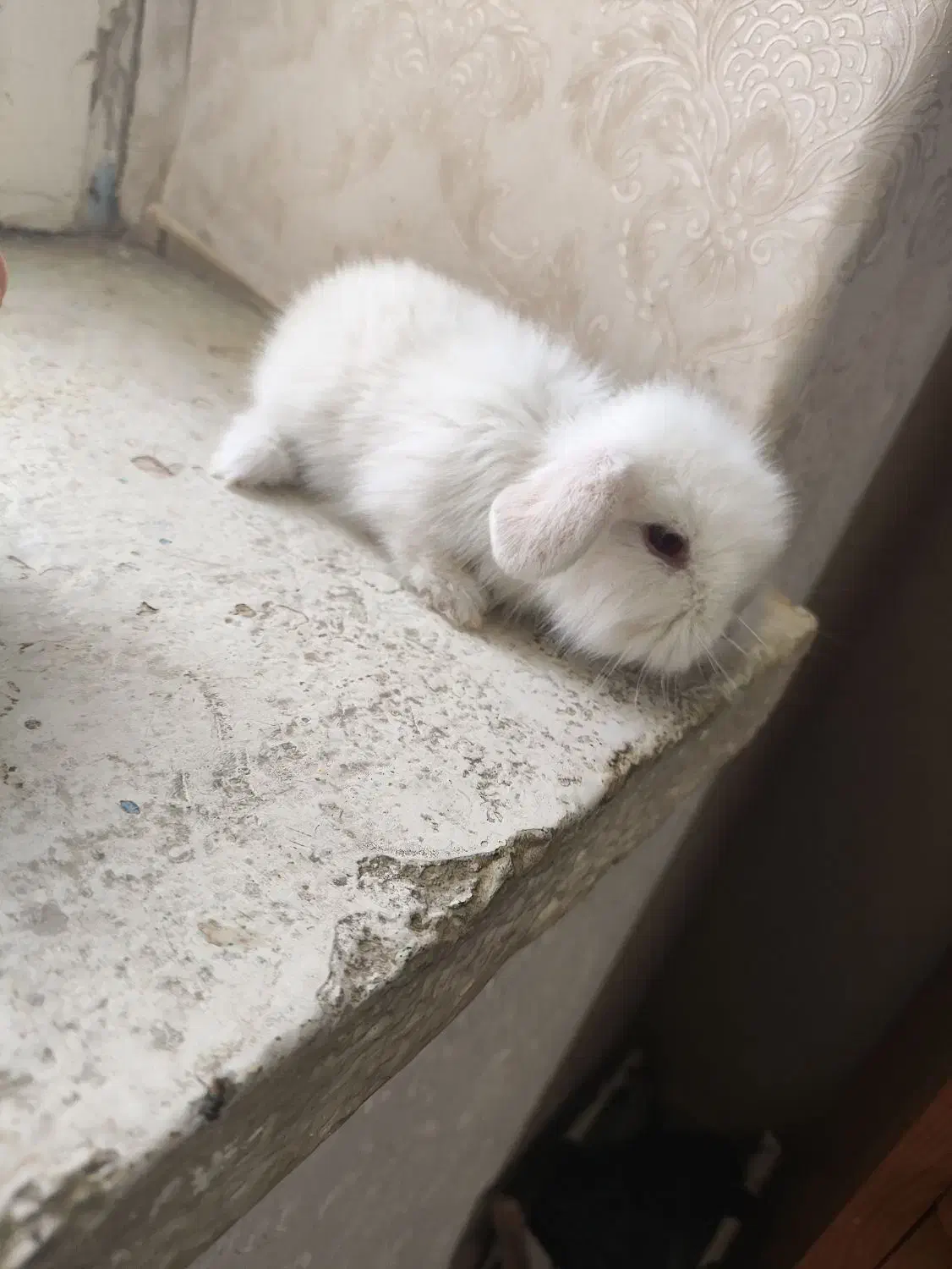 خرگوش لوپ اصیل|موش و خرگوش|زاهدان, |دیوار