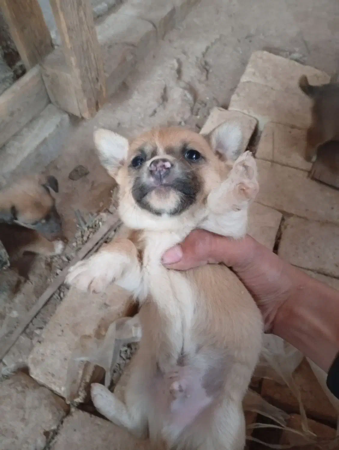 فروش توله سگ اشپیز|سگ|یزد, |دیوار