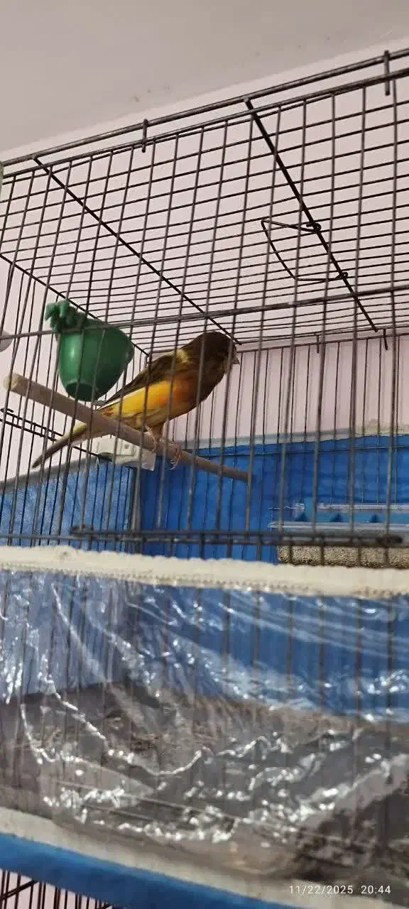 قناری سوپری بلند|پرنده|رباطکریم, رباطکریم|دیوار