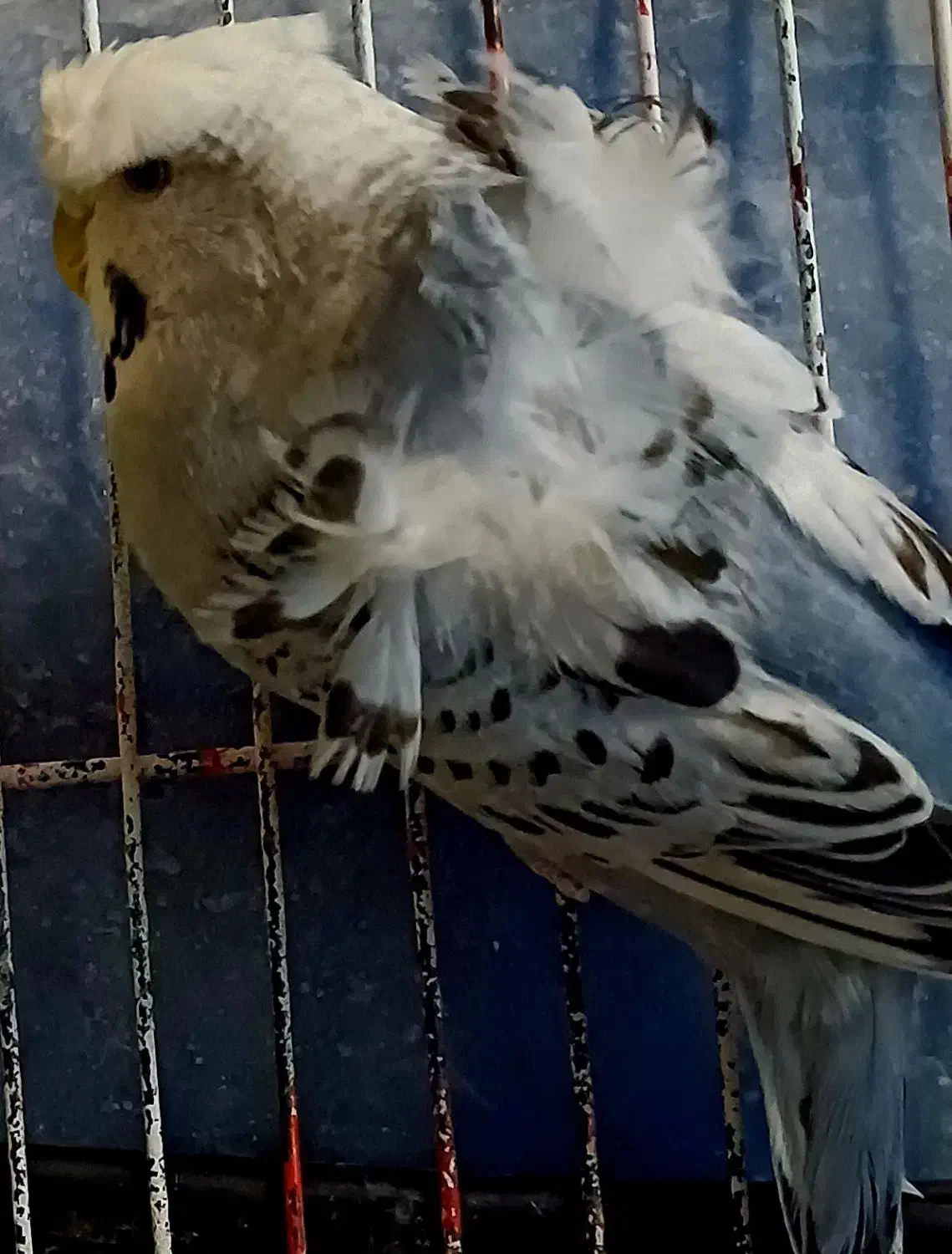 مرغ عشق پروانه ای|پرنده|صدرا-فارس, فاز ۱|دیوار