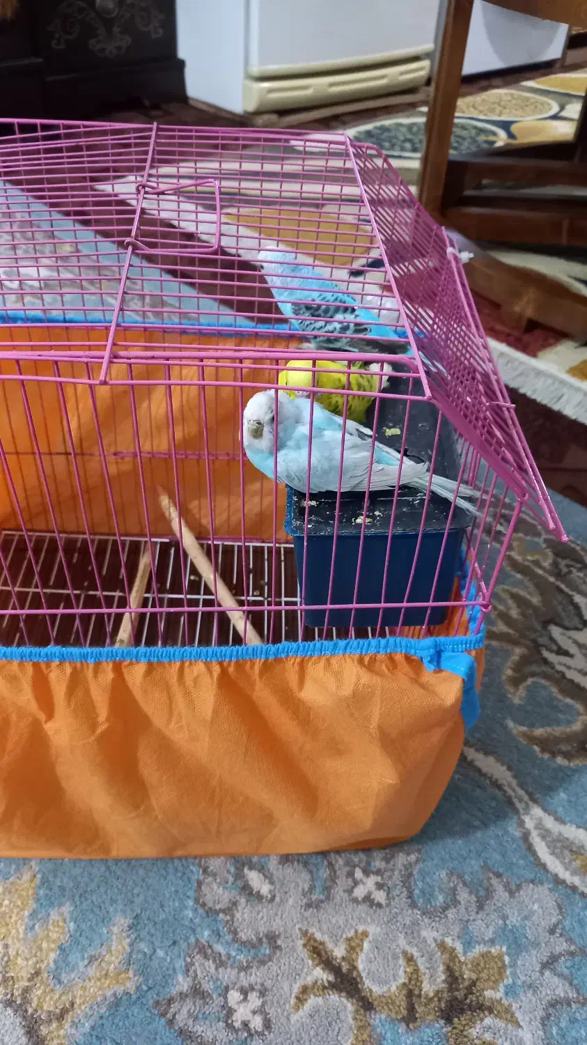 مرغ عشق|پرنده|نشتارود, |دیوار