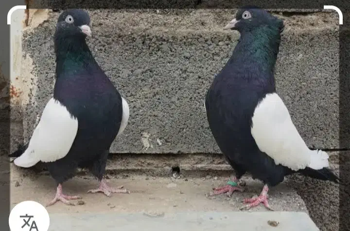 یک شان زیره ای تخت دم زیر کت رنگ|حیوانات|کرمانشاه, |دیوار