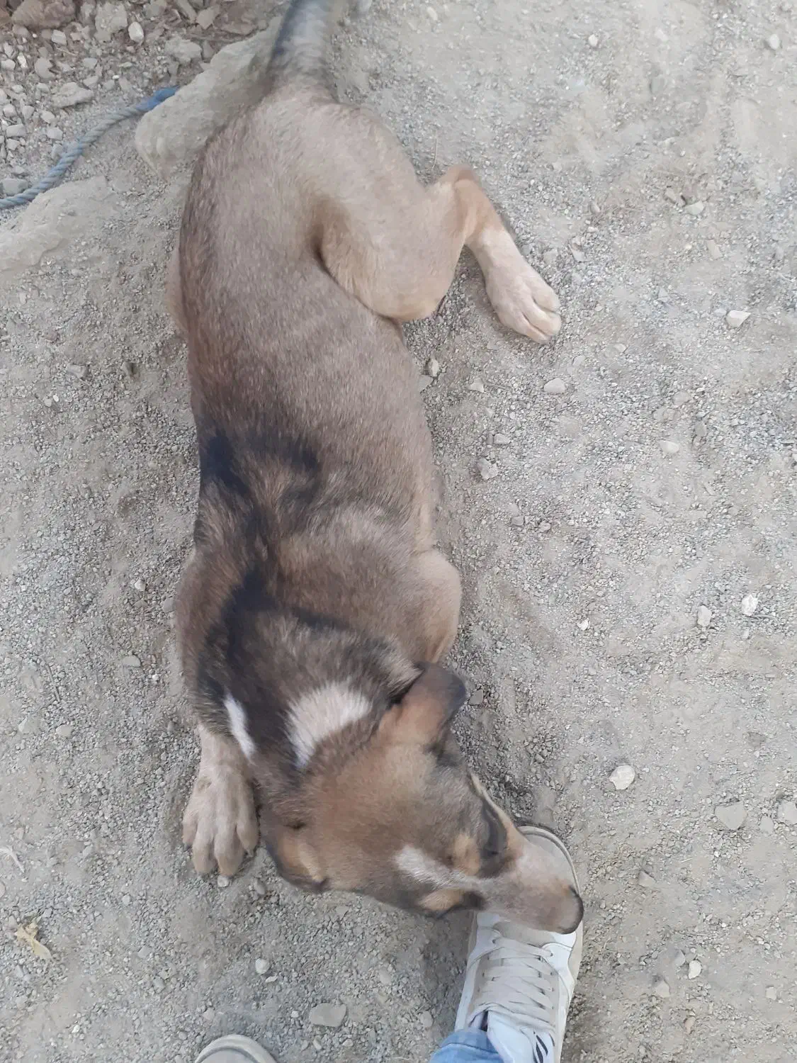 سگ سرابی|سگ|کرج, کوی زنبق|دیوار