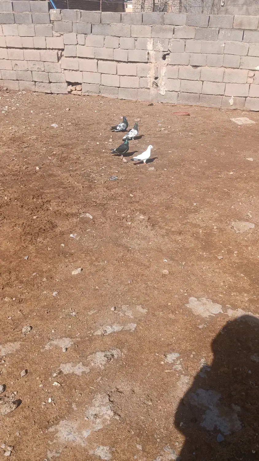 کبوتر|پرنده|زیرکوه, |دیوار