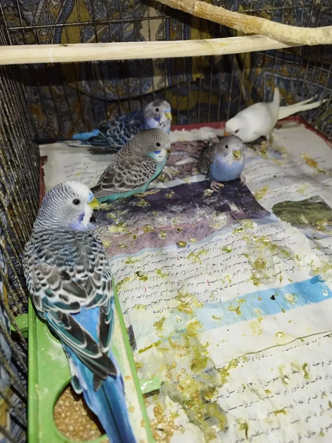 مرغ عشق سالم و سرحال|پرنده|تبریز, |دیوار