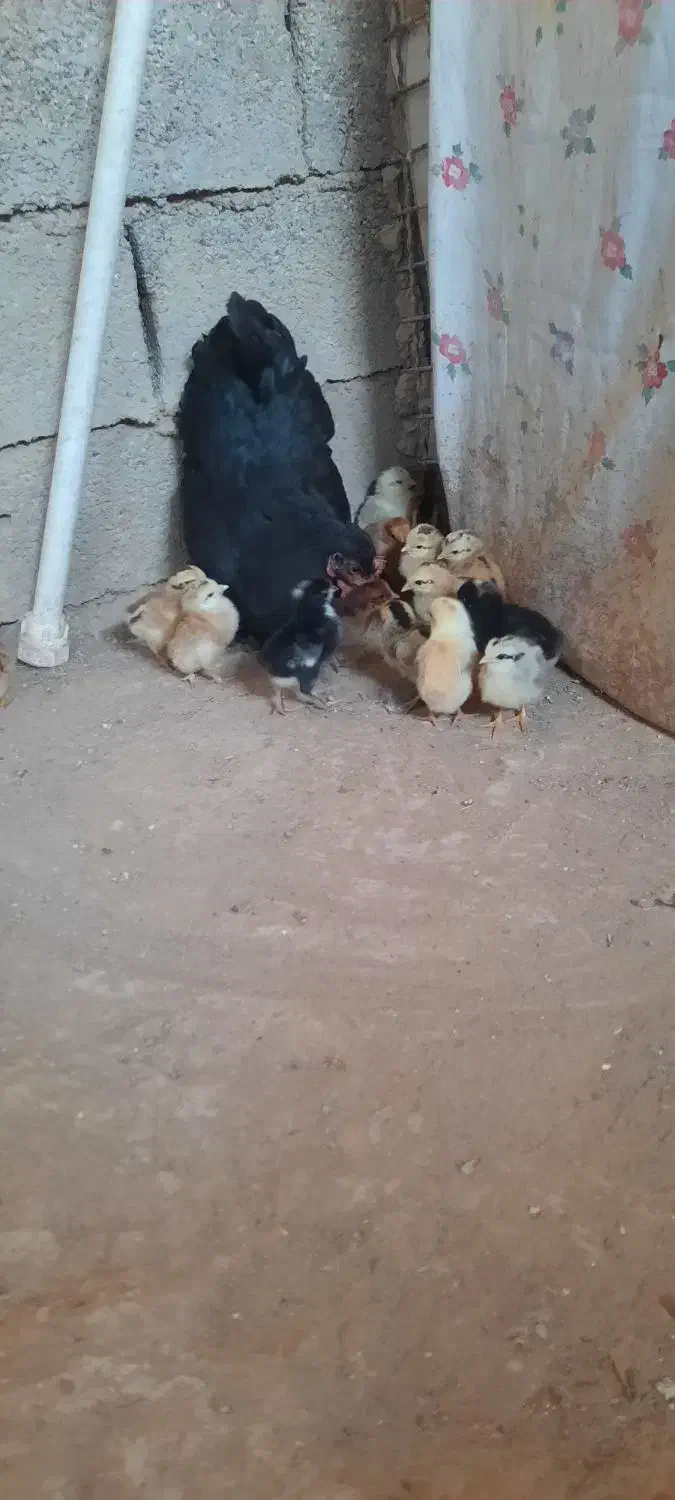 مرغ با جوجه|حیوانات مزرعه|باوی, |دیوار