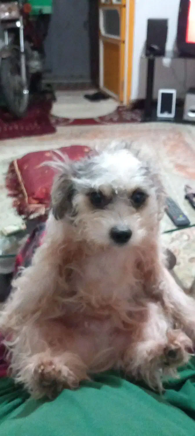 سگ پاکوتاه خانگی|سگ|رشت, پاره بیجار|دیوار