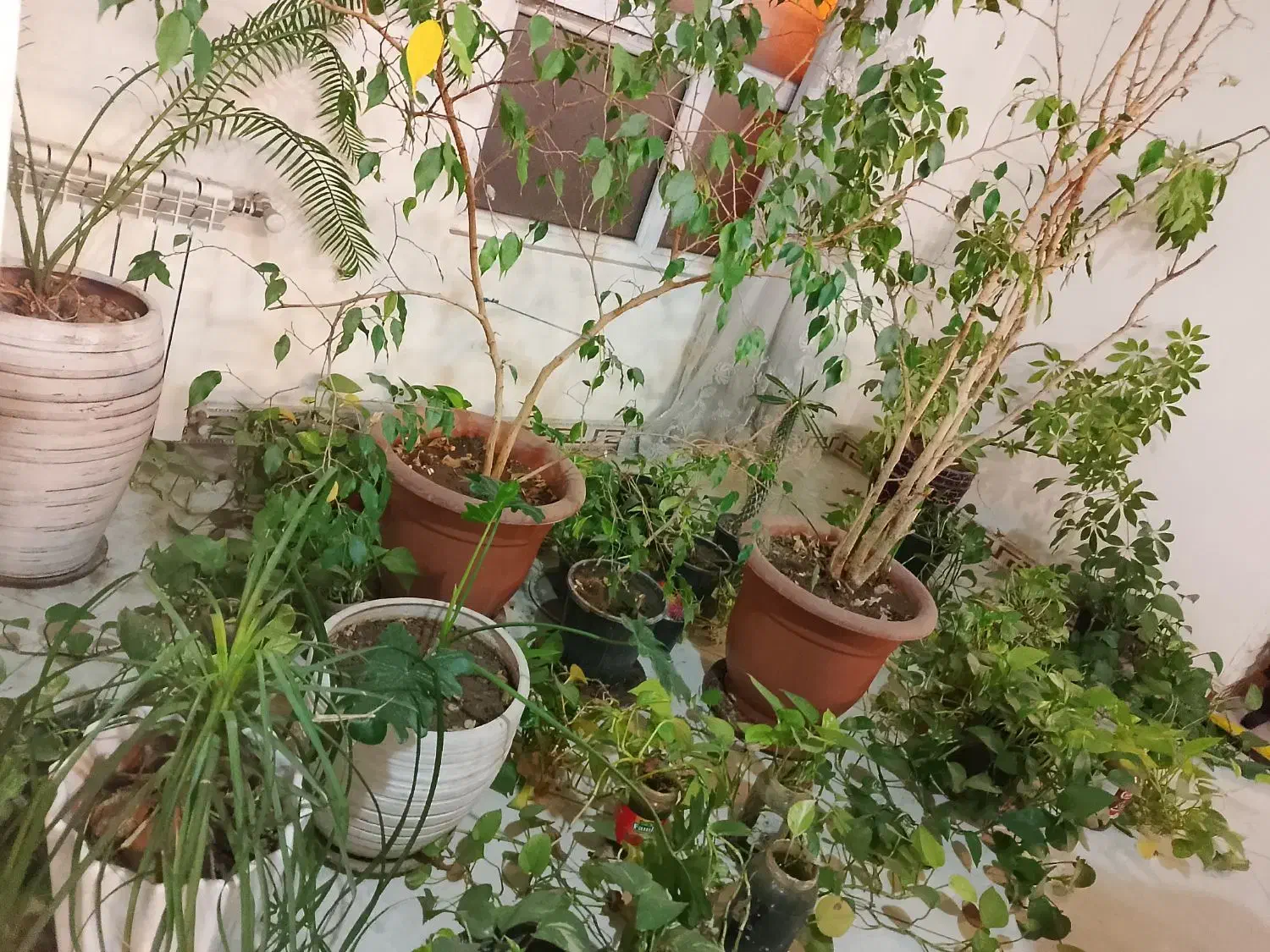 انواع گیاهان|گل و گیاه طبیعی|ری, دولتآباد|دیوار