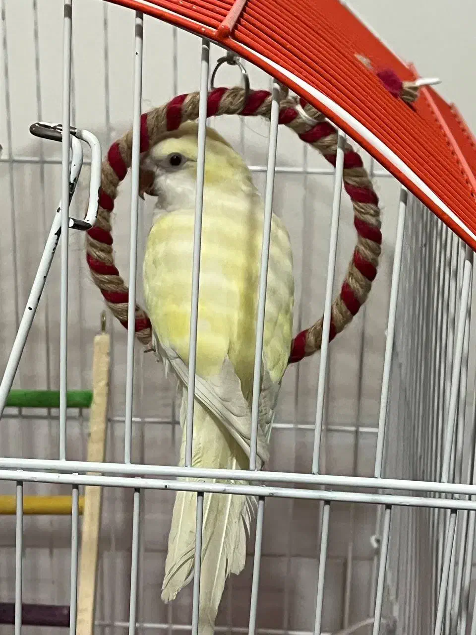 طوطی راهب گمشده مژدگانی|حیوانات|تربتحیدریه, مظفریه|دیوار