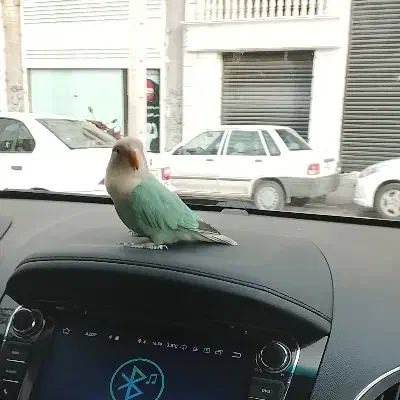 طوطی برزیلی دستی|پرنده|تاکستان, |دیوار