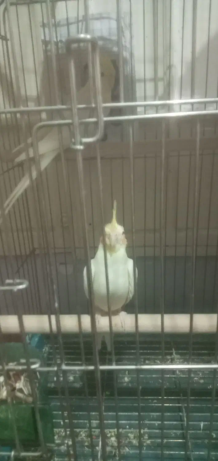 عروس هلندی|پرنده|قزوین, |دیوار