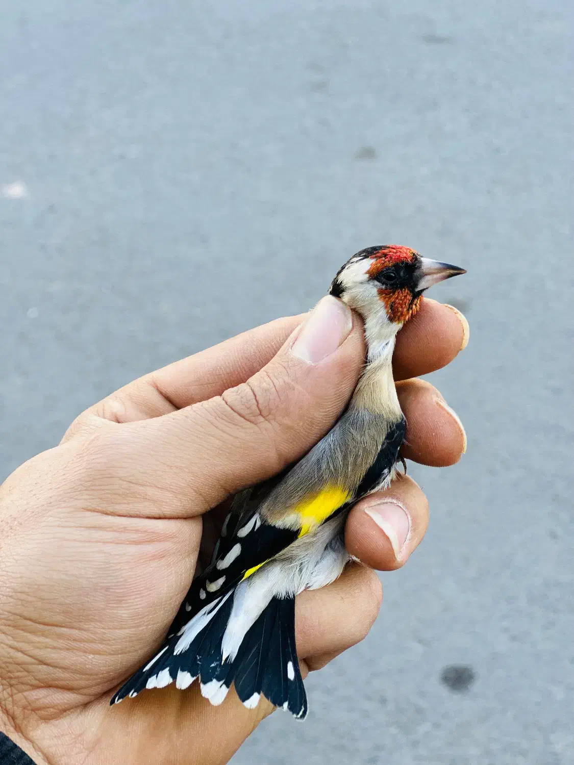 دوعدد سهره نر منطقه بستان اباد|پرنده|تبریز, |دیوار