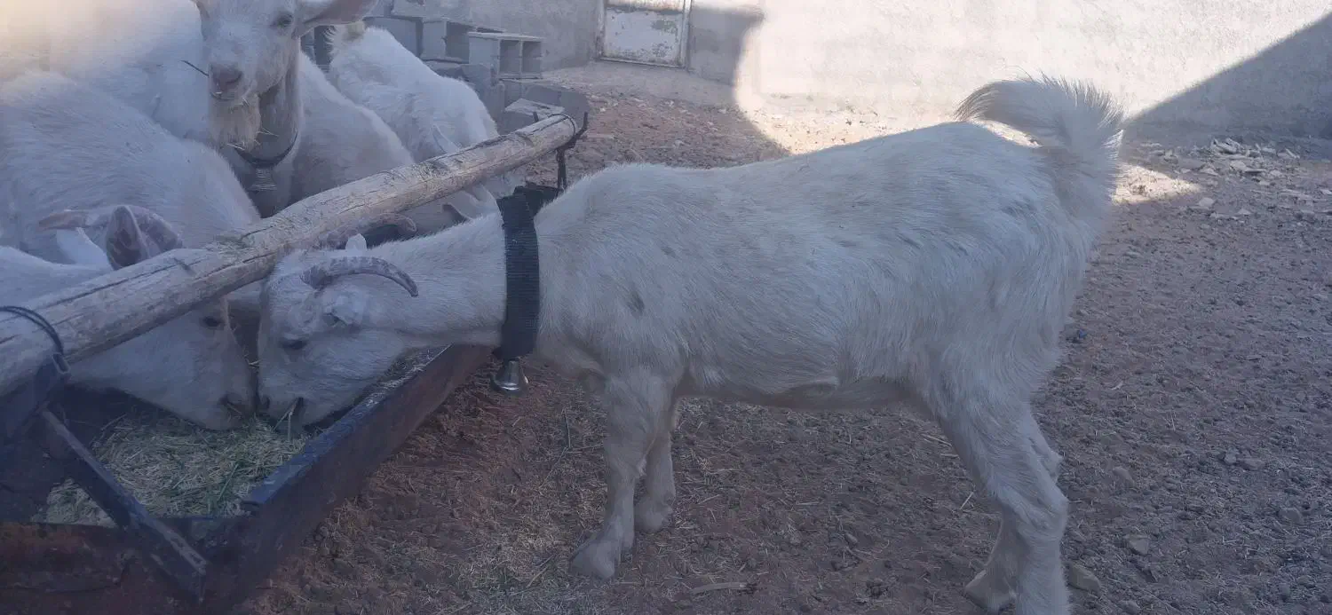 بزغاله سانن|حیوانات مزرعه|شهرضا, |دیوار