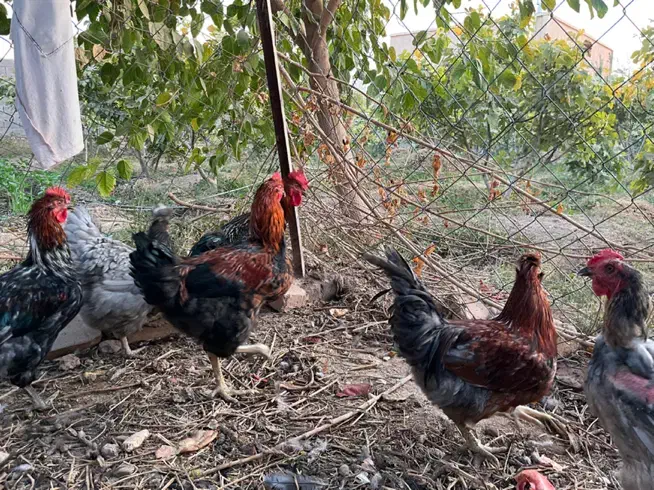 خروس جوان و چاق محلی|حیوانات مزرعه|گرمسار, |دیوار