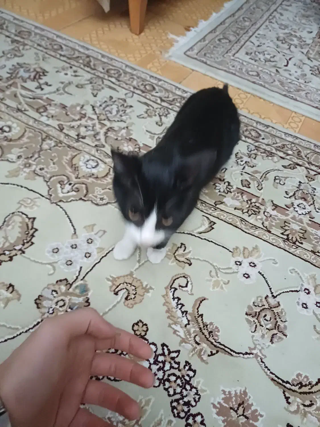 گربه نر تاکسیدو نو جوان واگذاری رایگان|گربه|رشت, باهنر|دیوار