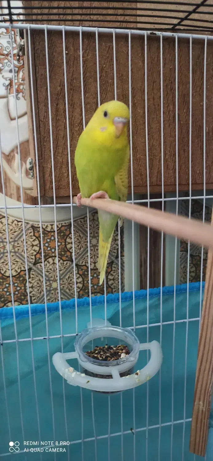 مر غ عشـق|پرنده|چابهار, |دیوار