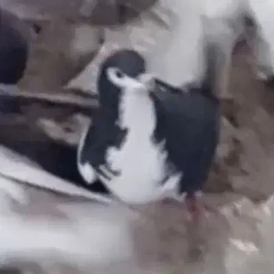 تعدادی کفتر قاطی|پرنده|شیراز, نیستان|دیوار