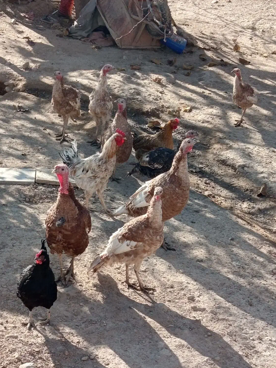 بوقلمون بروبو اصل درجه یک|حیوانات مزرعه|مرودشت, ژیان|دیوار