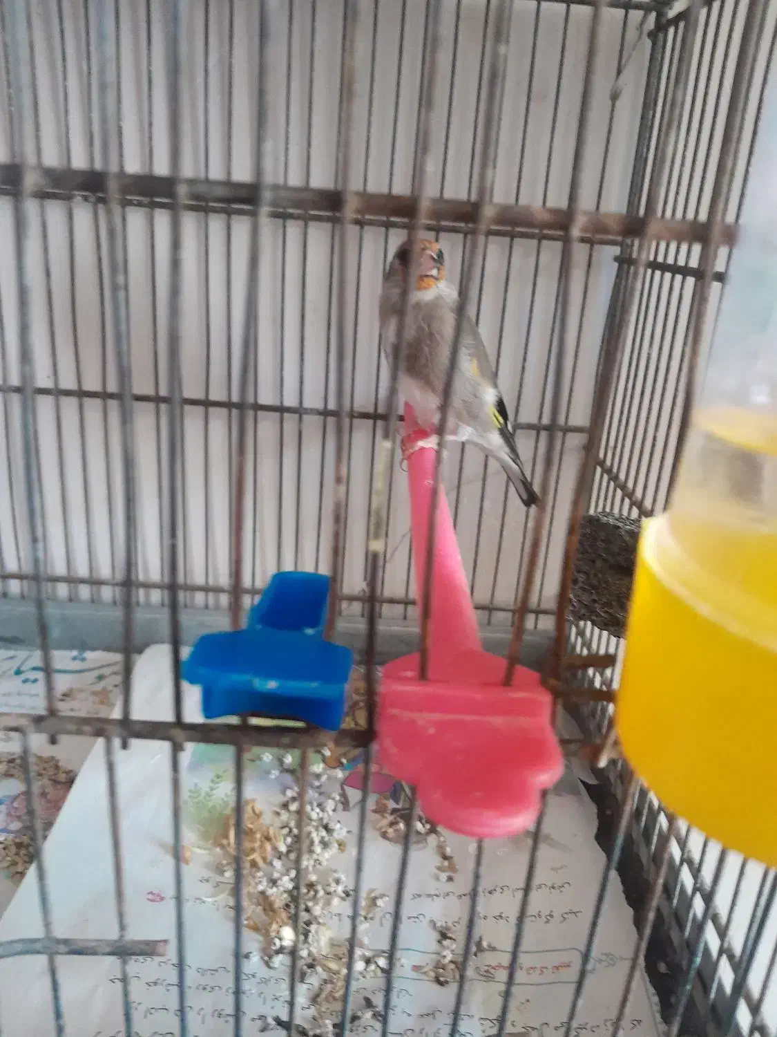 ۲ عدد سره کرمانی|پرنده|خاوران, |دیوار