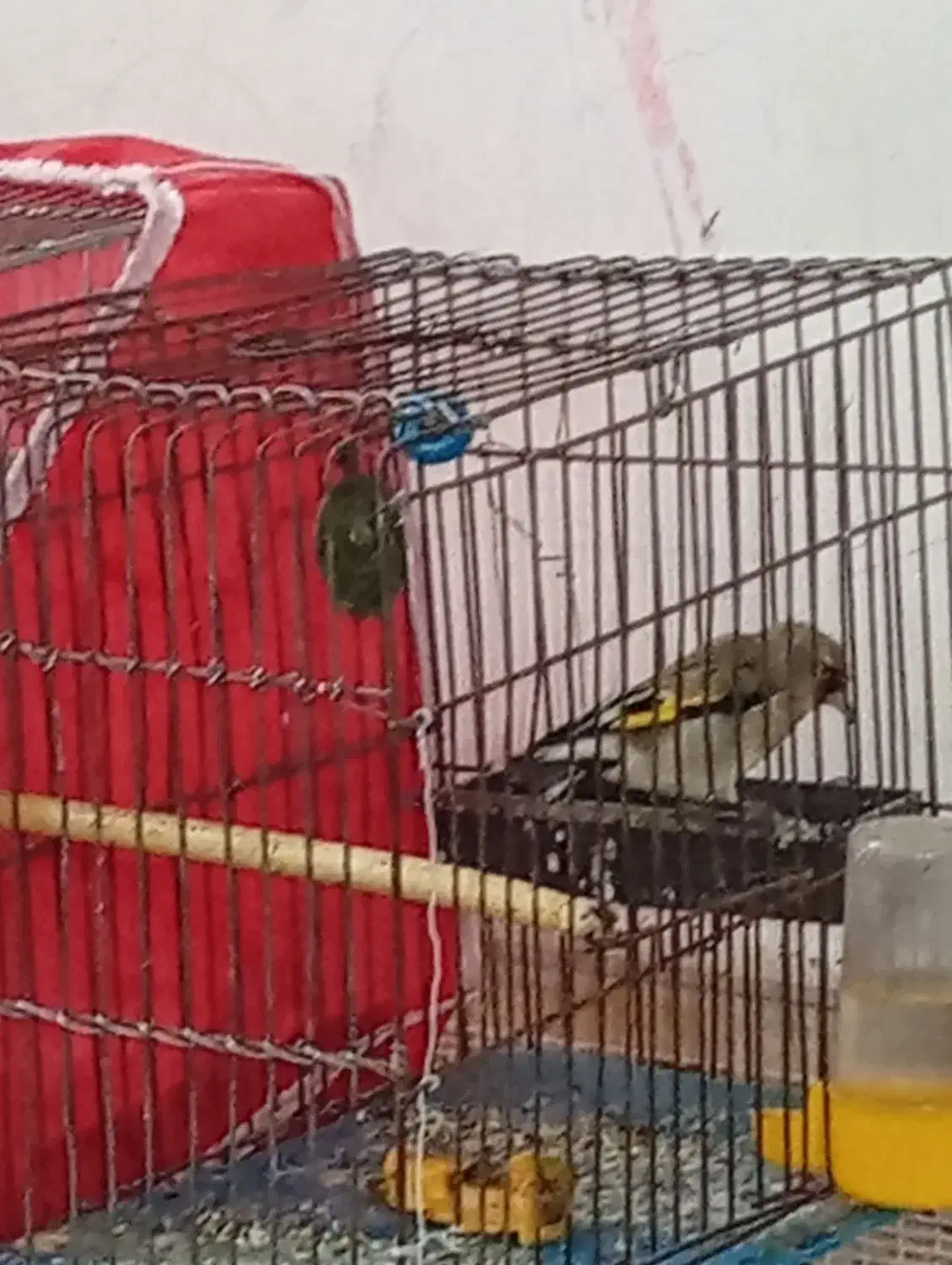 سهره|پرنده|زبرخان, |دیوار